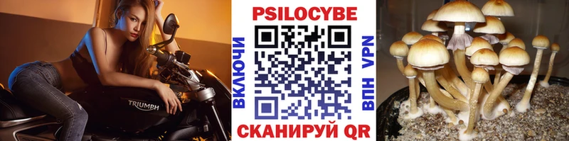 дарк нет телеграм  цена   ссылка на мегу   Хвалынск  Псилоцибиновые грибы GOLDEN TEACHER 